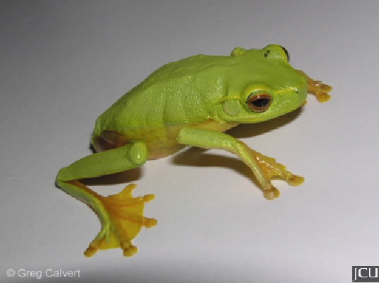 Litoria gracilenta