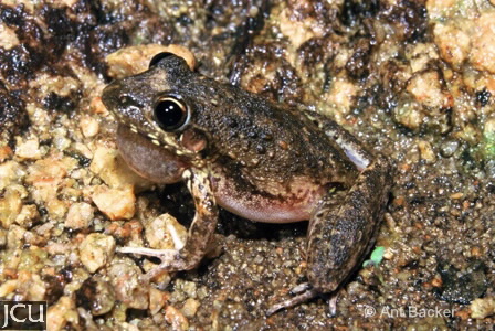 Litoria inermis