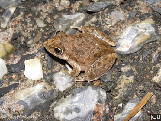 Litoria inermis