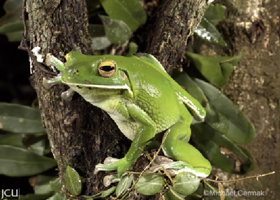 Litoria infrafrenata