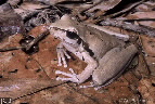 Litoria lesueuri