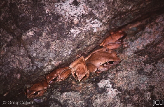 Litoria lesueuri