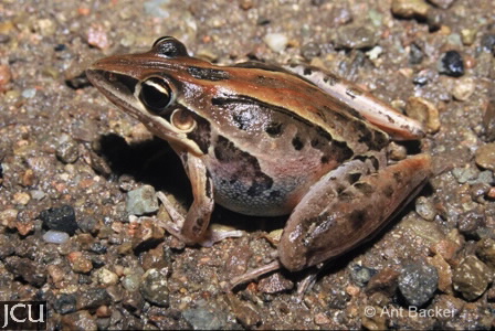 Litoria nasuta
