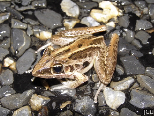 Litoria nasuta