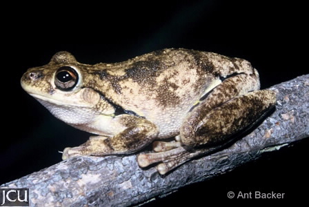 Litoria rothii