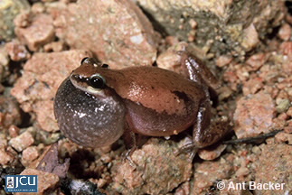 Image of Litoria rubella