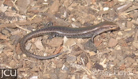 Carlia foliorum