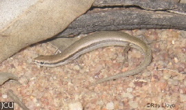 Menetia greyii