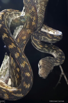 Morelia amethistina