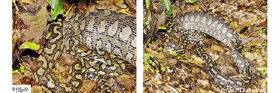 2 images of python having eaten a scrub turkey
