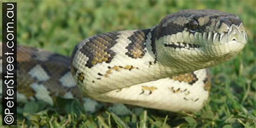 Carpet python