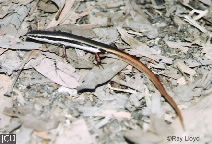 Morethia taeniopleura