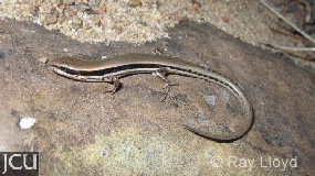 Notoscincus ornatus