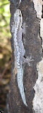 Oedura rhombifer (Zigzag velvet gecko)