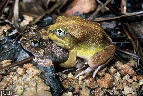 Limnodynastes ornatus