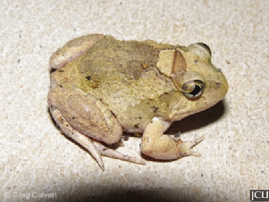 Limnodynastes ornatus