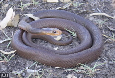 Oxyuranus scutellatus