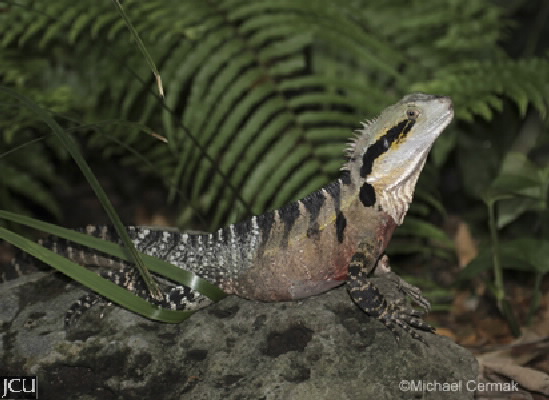 Physignathus lesueurii