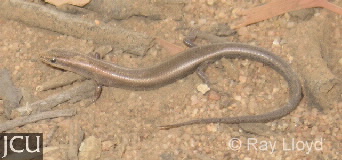 Proablepharus tenuis