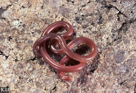 Ramphotyphlops affinis
