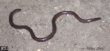 Ramphotyphlops braminus