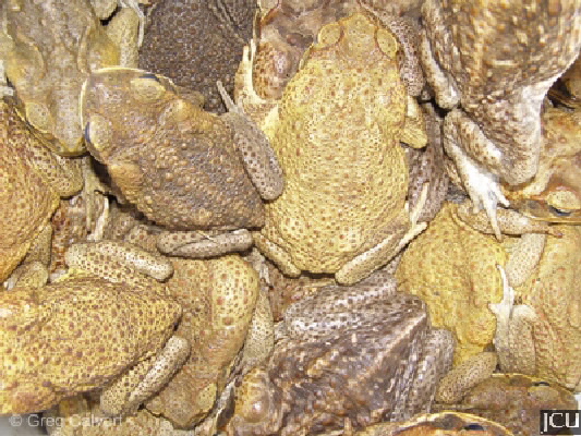 Images of Chaunus
