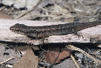 Saproscincus basiliscus