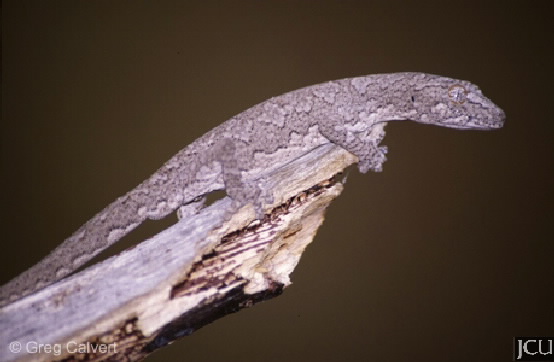 Strophurus williamsi