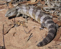 Tiliqua scincoides