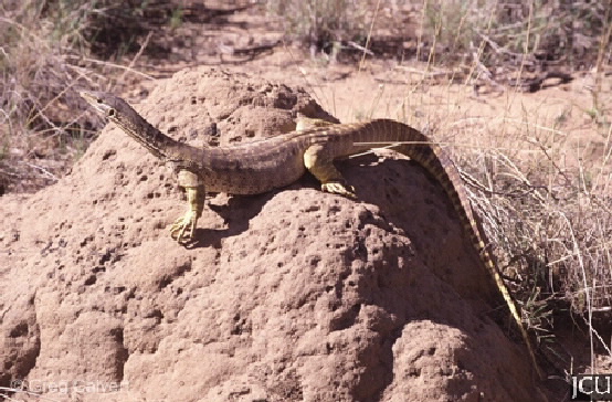 Varanus gouldii
