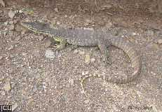 Varanus panoptes