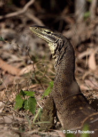 goanna portrait