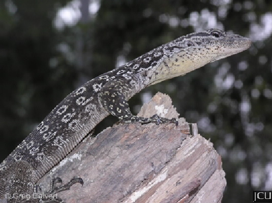 Varanus scalaris