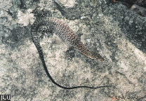 Varanus tristis