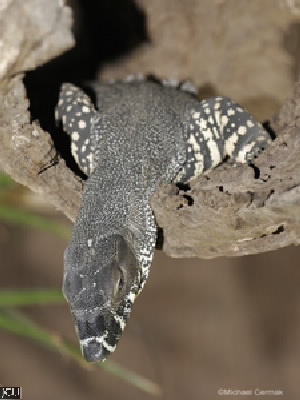 Varanus varius