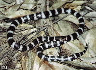 Vermicella annulata
