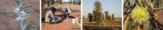 Boulia station photos