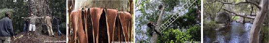 Strip of photos