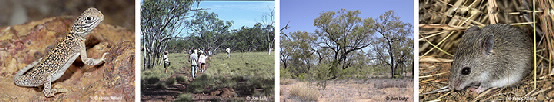 Strip of photos