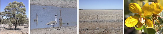Strip of photos