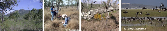 strip of photos showing Townsville area and students