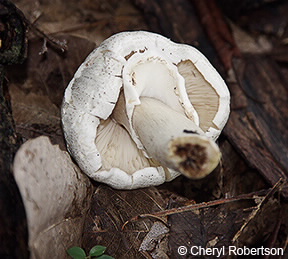 Image of Agaricus
