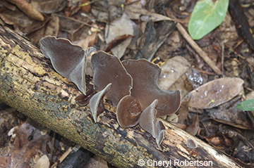Image of Auricularia cornea