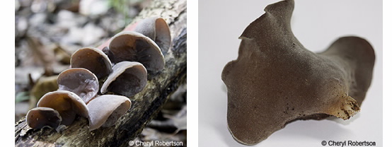 Images of Auricularia 