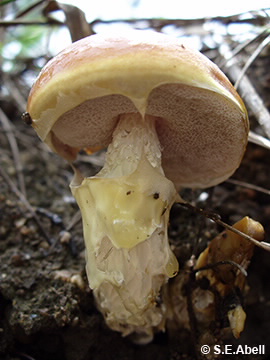 Image of Austroboletus sp.