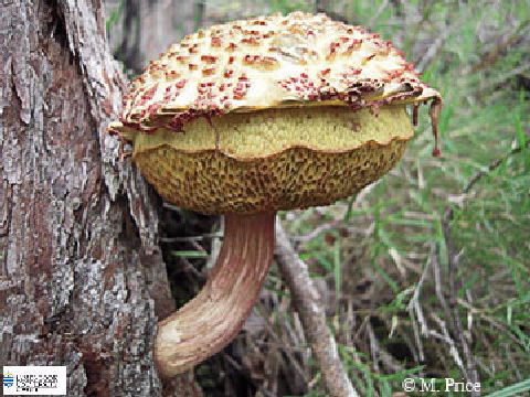 Image of Boletellus emodensis