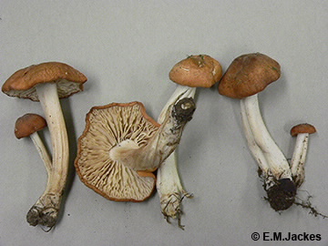Image of Collybia sp.