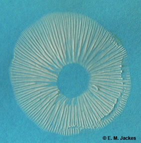 Spore print of Agaric