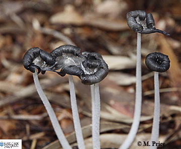 Image of Coprinus atramentarius