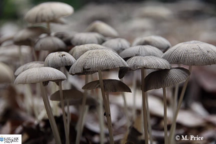 Image of Mycena subgalericulata